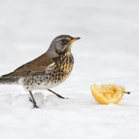 2010 (1) JANUARY Fieldfare 